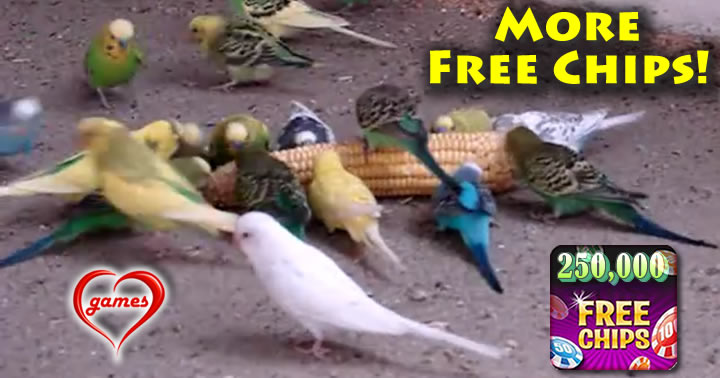 budgies
