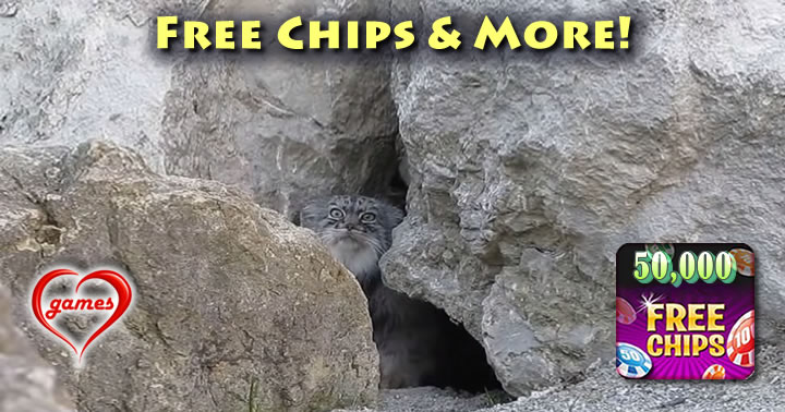 cat-under-surveillance