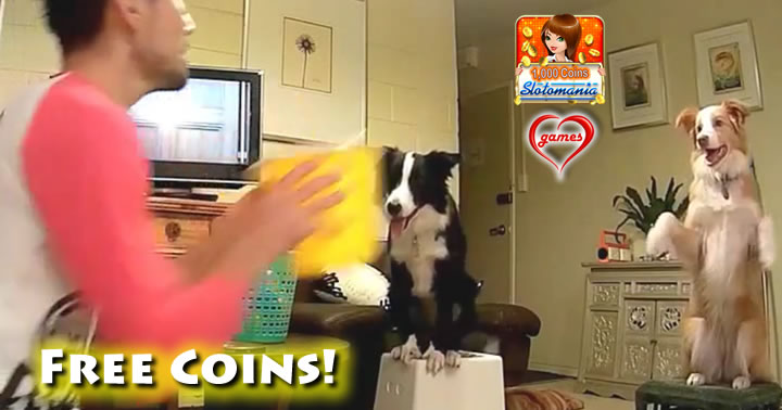 collie-catch-slotomania
