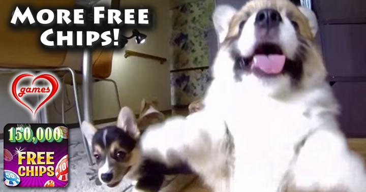 corgies