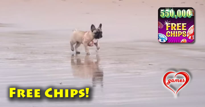 dog-at-beach2