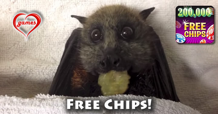fox-bat