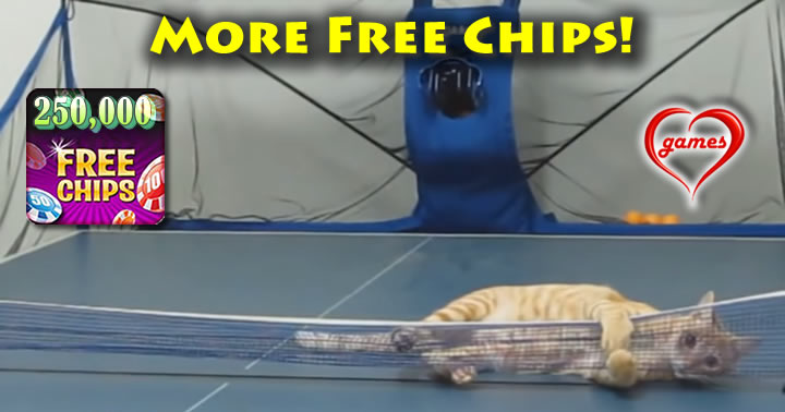 funny-cats