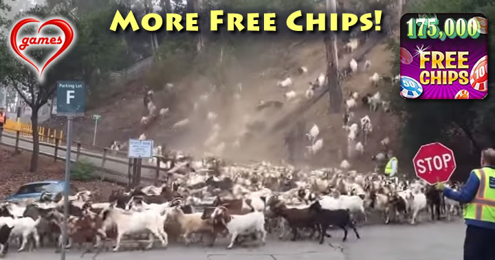 goats