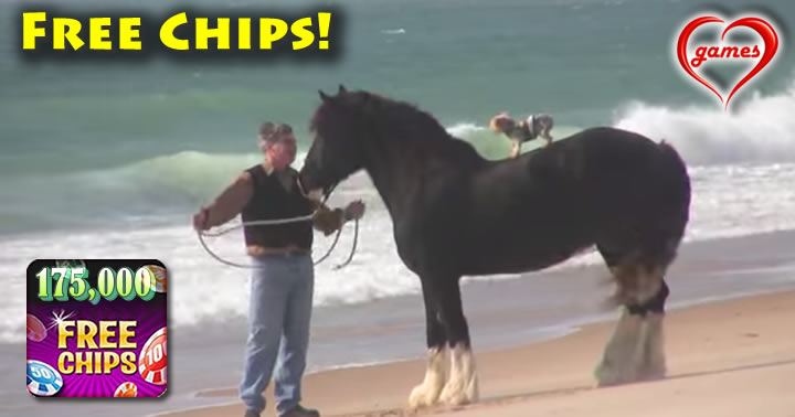 horse-beach-dogs