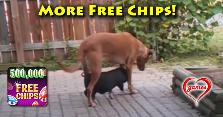 pig-dog