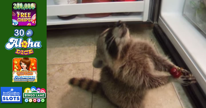 racoon