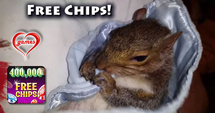 squirrel-blanket