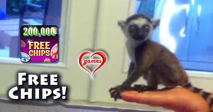 baby-lemur