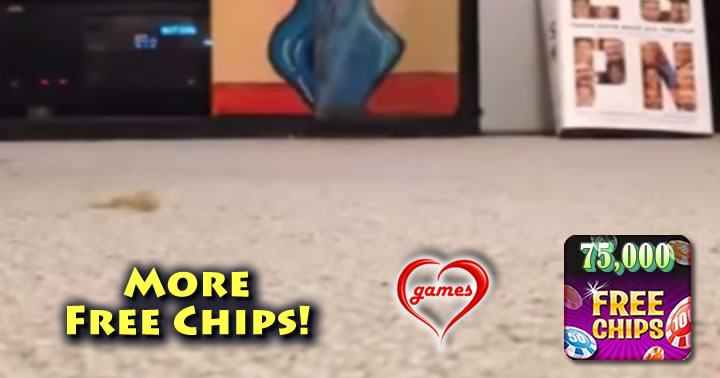 cat-flip-flop