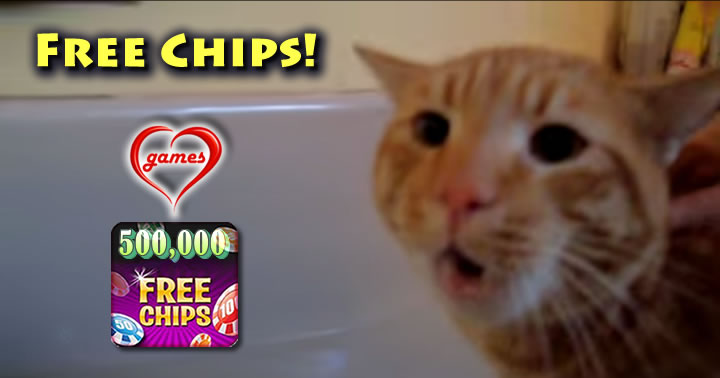 cat-no