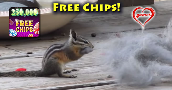 chipmunk-fur