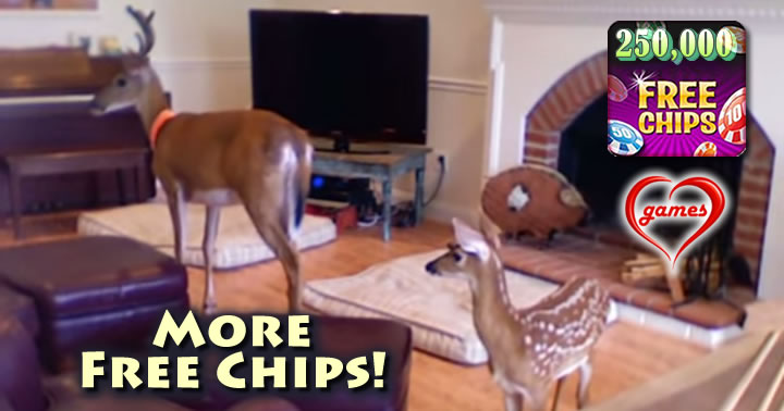 deer-livingroom