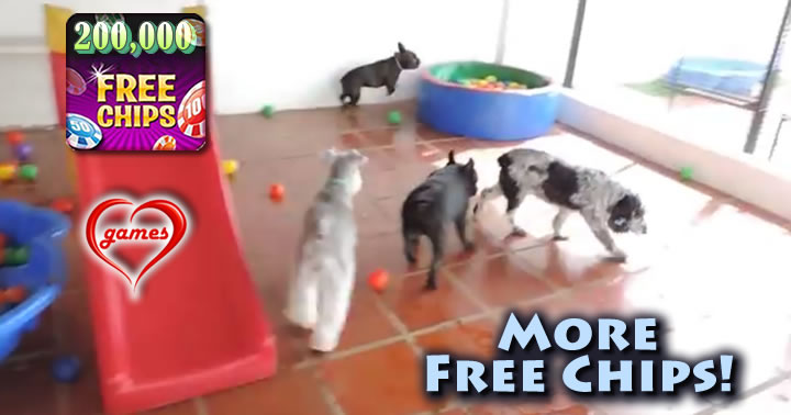 dog-ball-pit