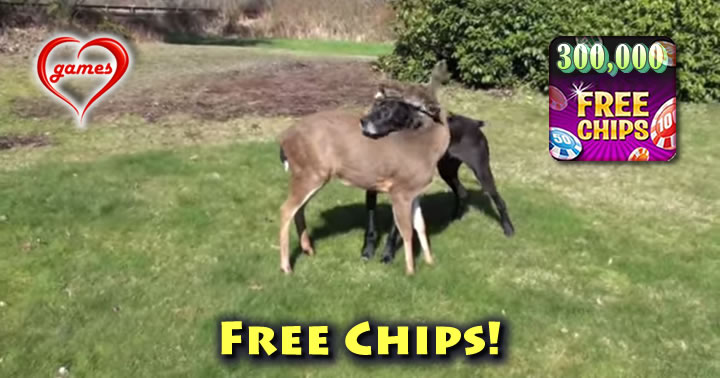 dog-deer