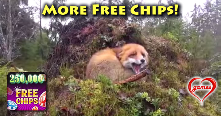 dog-fox