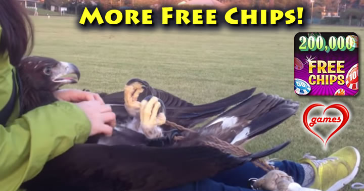eagle-belly-rub