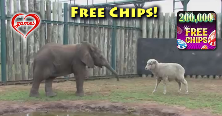 elephant-sheep