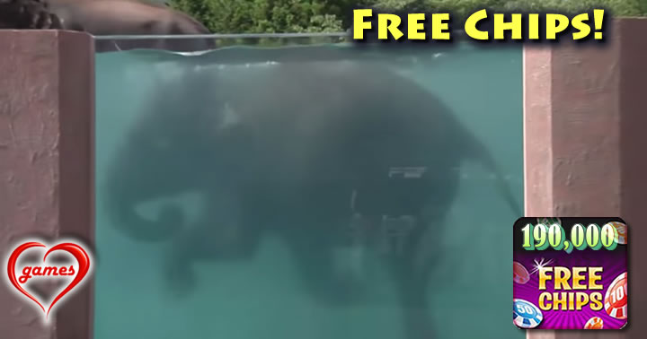 elephant-swimming
