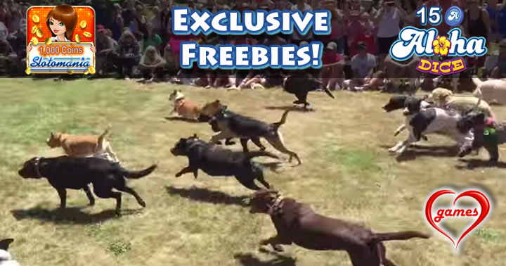july4th-dog-race