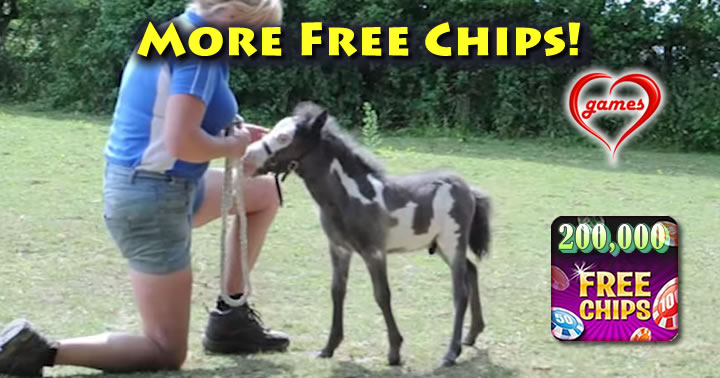 mini-horse