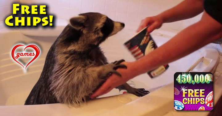 racoon-tub