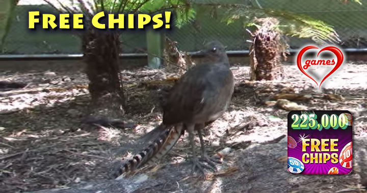 strange-bird
