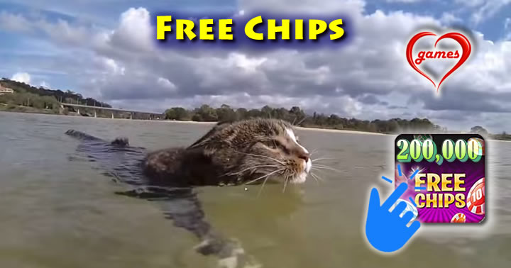 aussie-cat