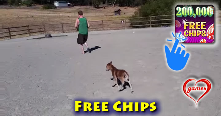baby-horse