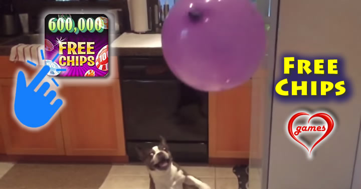 boston-terrier-balloon
