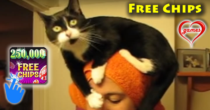cat-towel