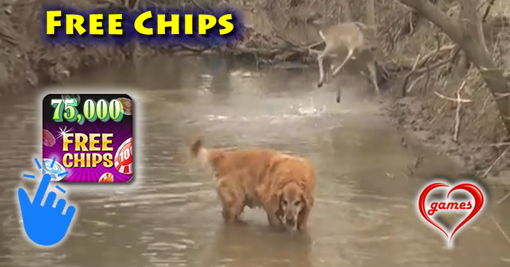 dog-deer-water
