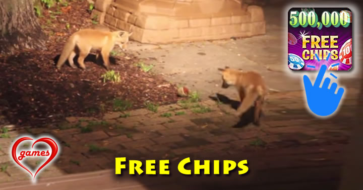 foxes-play