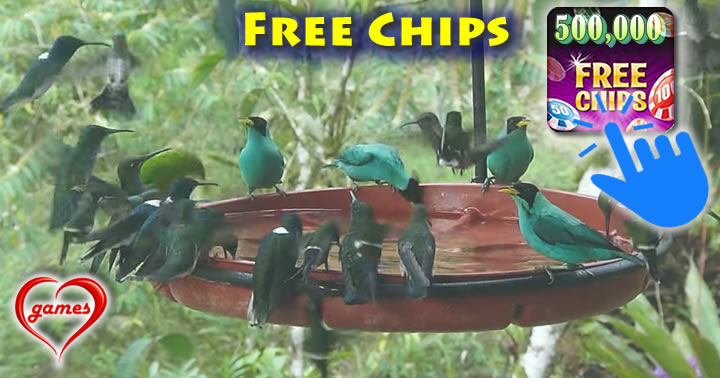 hummingbirds