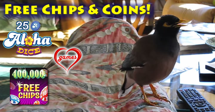 myna-bird2