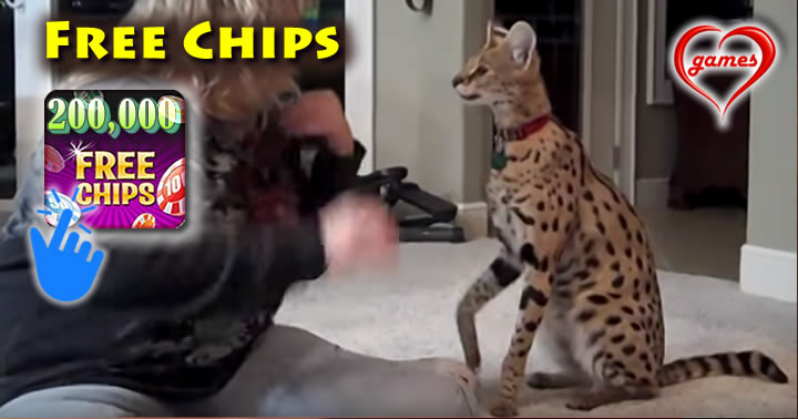 serval
