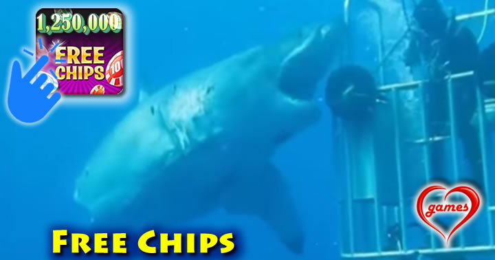 shark