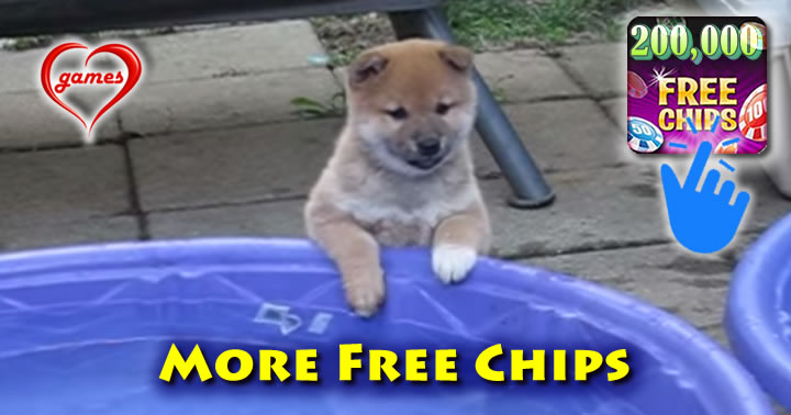 shiba-pool