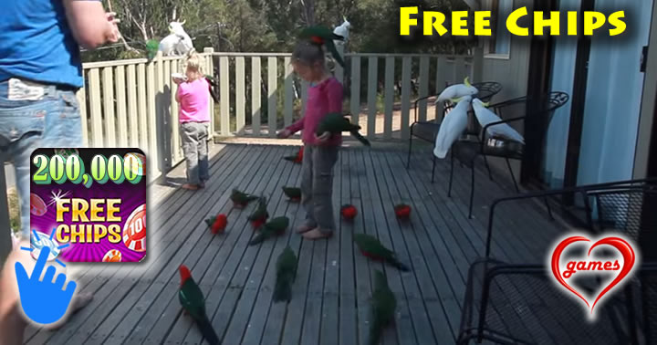 wild-parrots