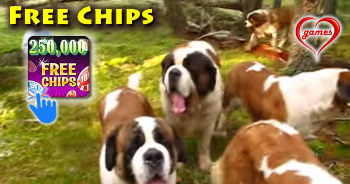 42-st-bernards