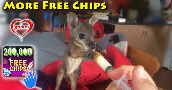 baby-wallaby