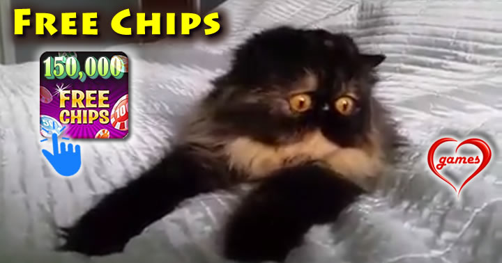 cat-wild