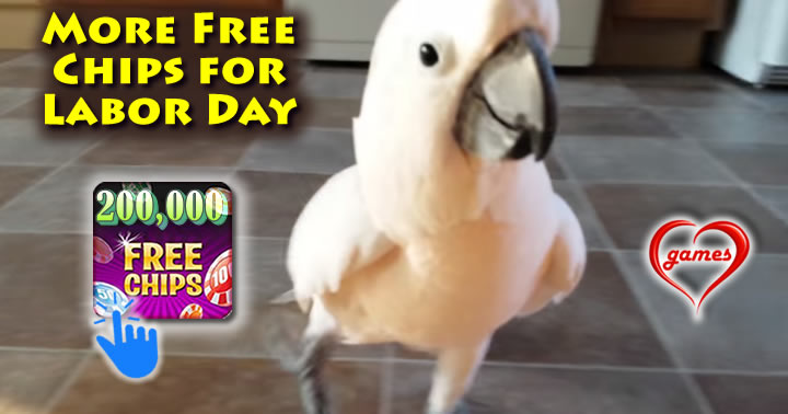 cockatoo argue