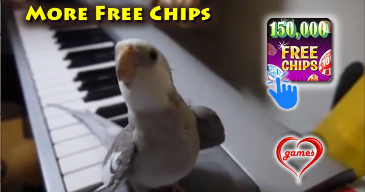 cockatoo-song