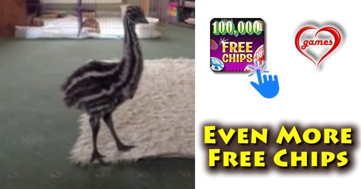 dog-n-emu