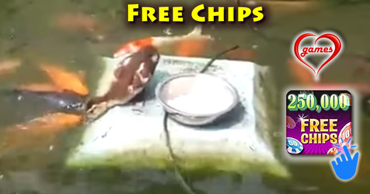 duck-feeding-koi