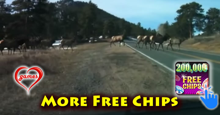 elk-herd