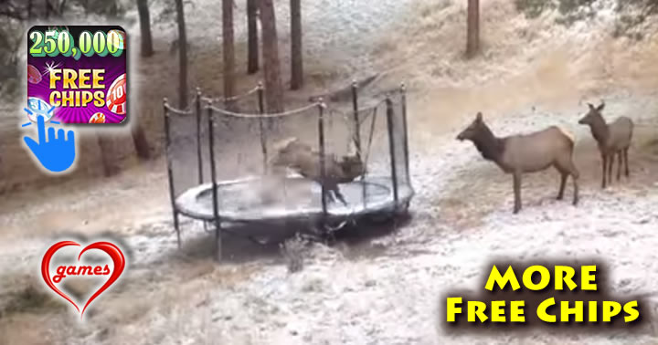 elk-trampoline