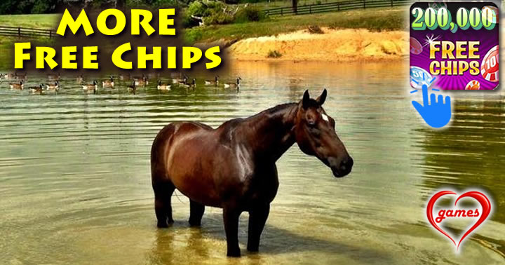 horse-spa