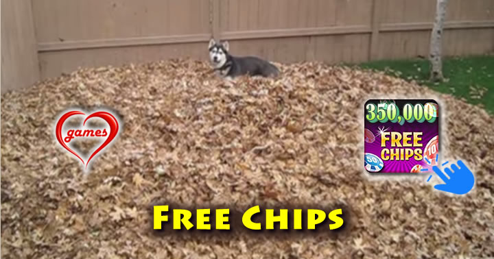 husky-leaves